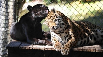 Cassie and Luther – A very ‘Wild’ Valentines in Florida, USA