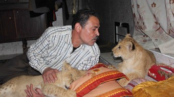 The refugee Lion cubs of Rafah, in Gaza