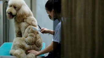 Custom Dog and Cat Haircuts in Taiwan